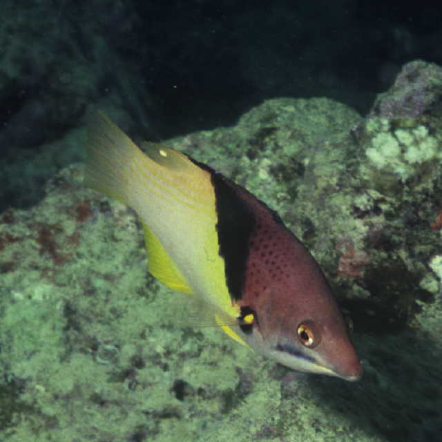 Bodianus mesothorax